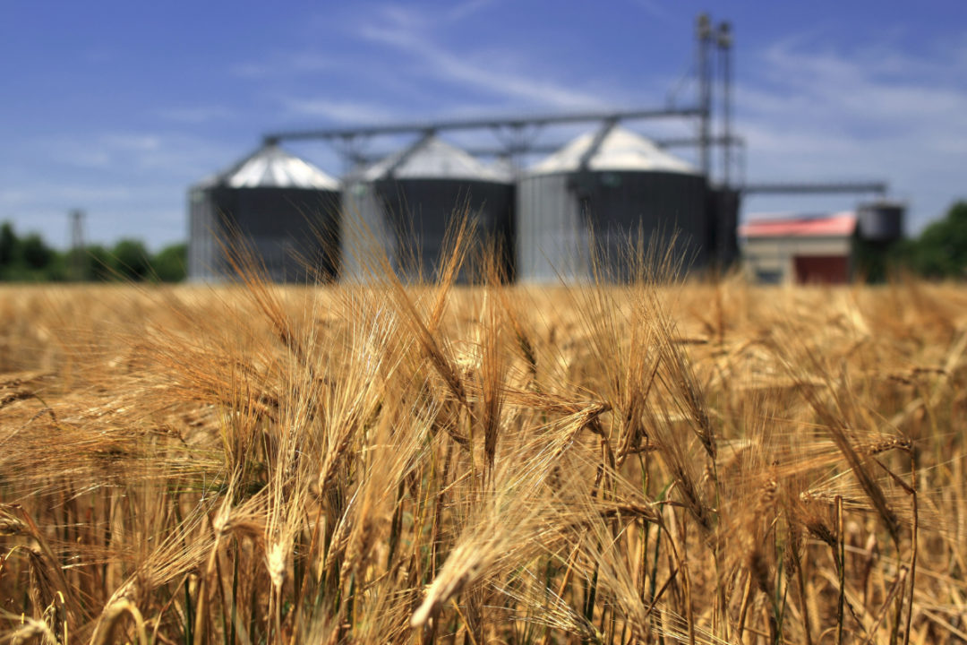 Ukraina akuzon Rusinë se ka vjedhur 600 mijë ton grurë