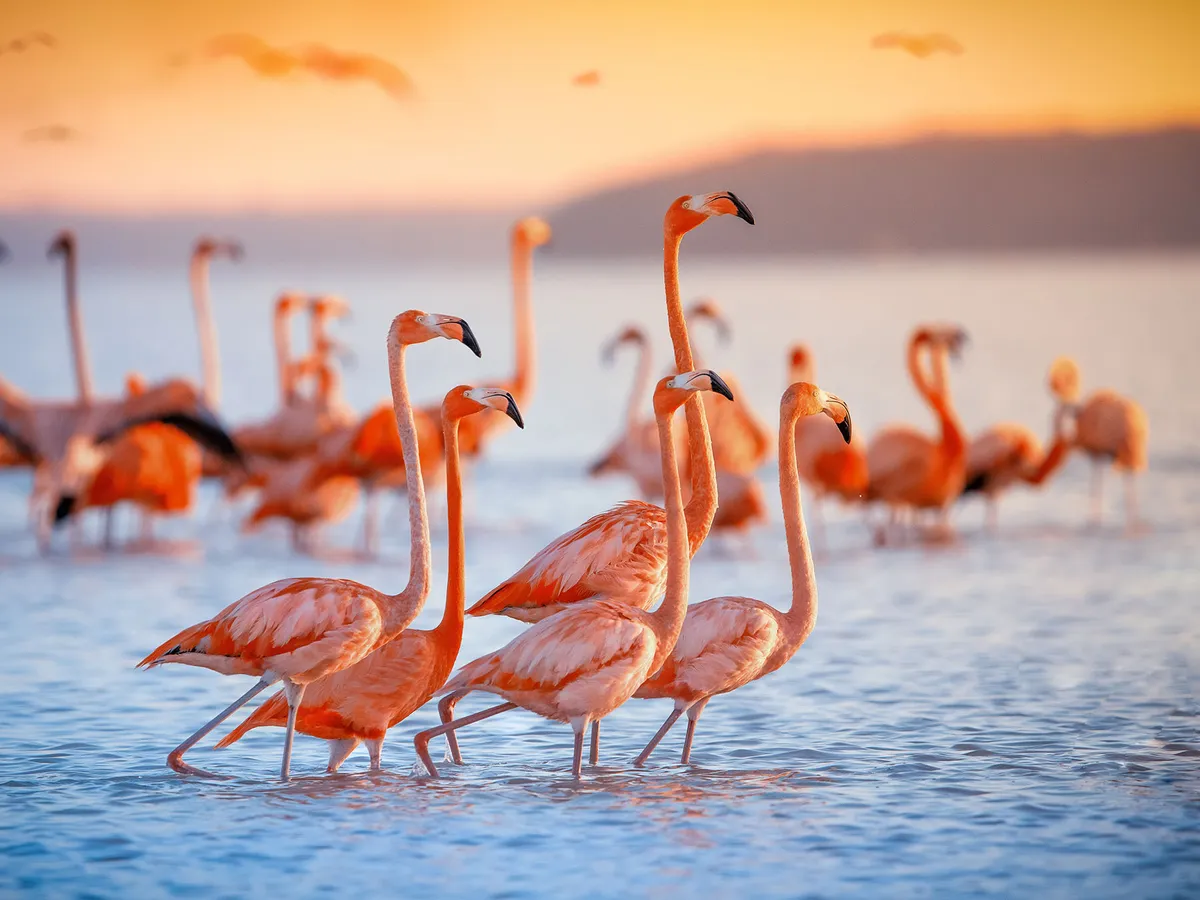 Gjendet në Meksikë veza flamingo 12,000-vjeçare