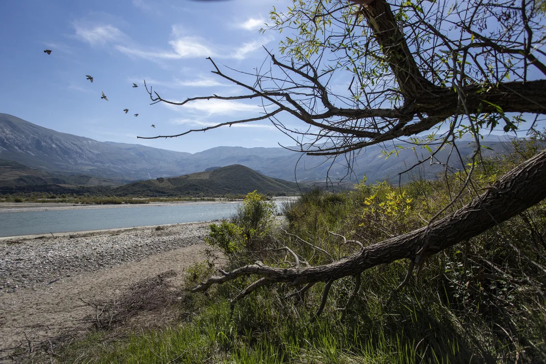 Shqipëri