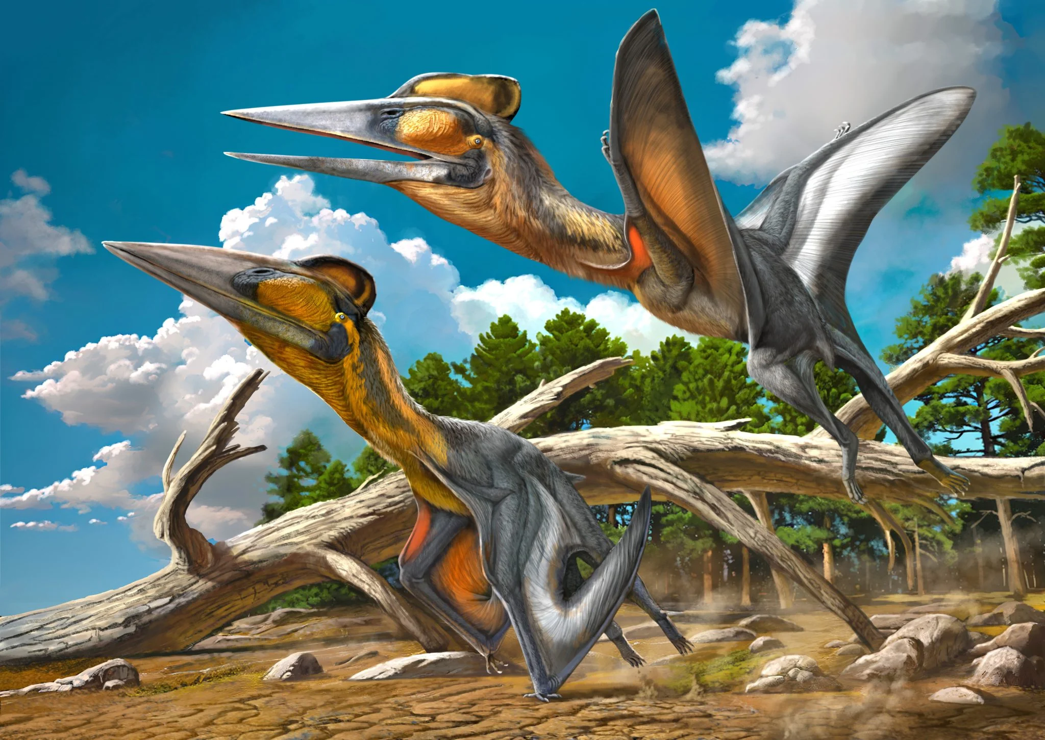 Zbulim i rrallë në Japoni: Identifikohet për herë të parë një specie e re Pterosauri