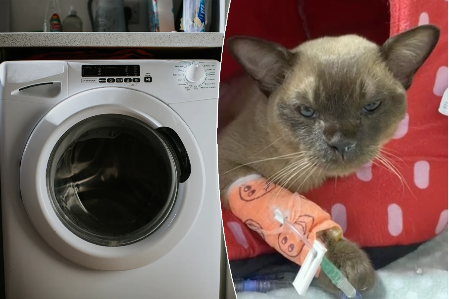 Pablo, maçoku që mbijetoi mrekullisht një orë në lavatriçe!