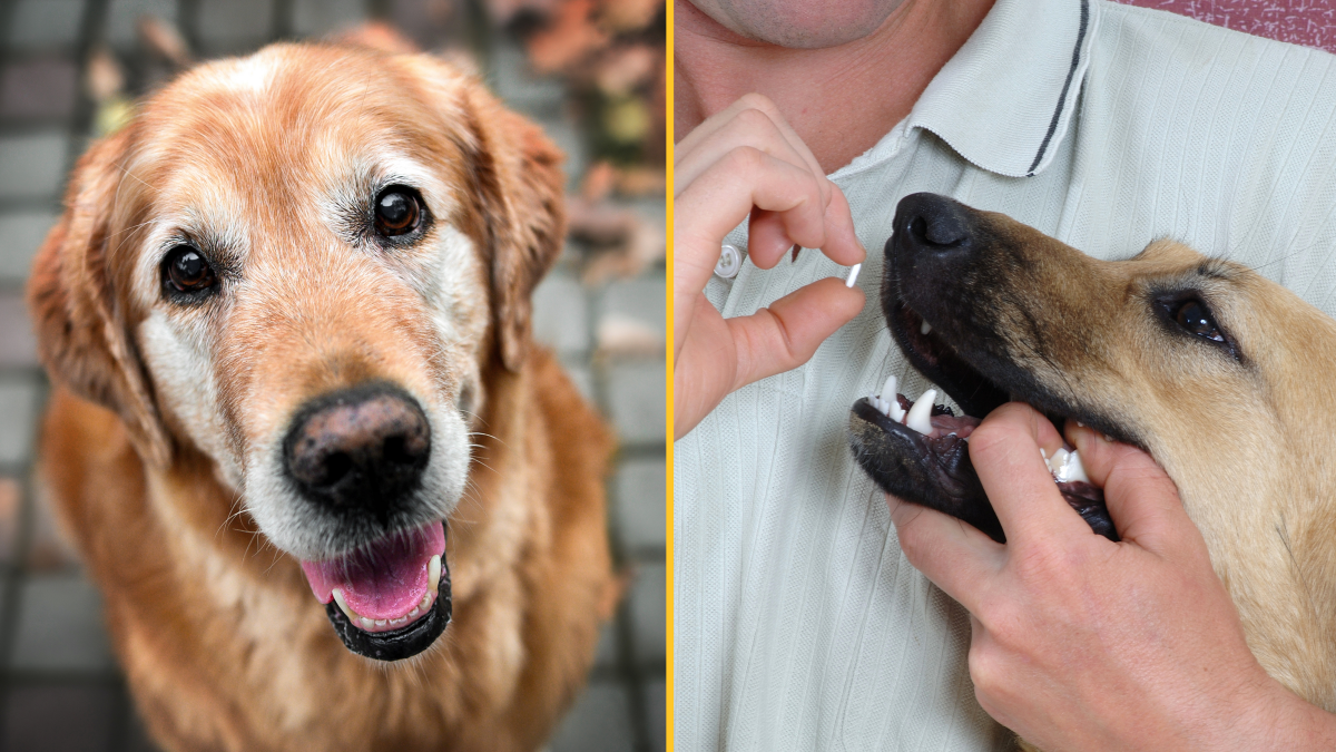 Ilaçi kundër plakjes për qentë pritet të dalë në treg deri në vitin 2026