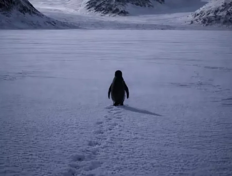 Pse një pinguin i vetëm duke ecur drejt maleve po bëhet viral?