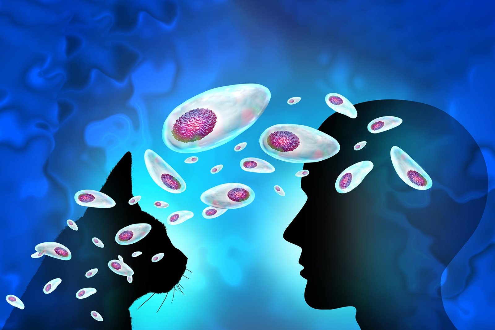 Një parazit që mbartet nga miliarda njerëz ka një “jetë të fshehtë” në tru